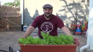 Planting Lettuce - Update with Mr. Ken