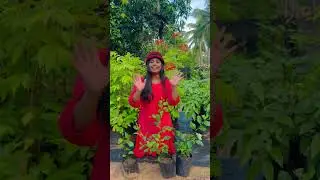 Ber Apple Red / Green  combo  offer / Friday  offer