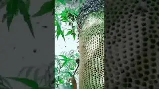Honey harvest | Honey bees  #short