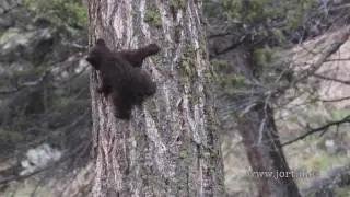 2017-04-24 Cub of the year climbing down a tree