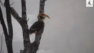 The Melodies of Royal Manas National Park