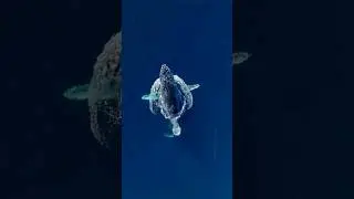 جمال المحيطات #foryou #scubadiving #sea #fypシ #sealife4k #diving #dive #whale @headedanywhere