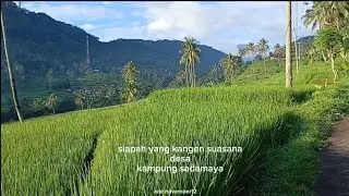 Walking di kampung sadamaya bikin adem