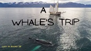 Lost in Sound 39 - A Whale's Trip