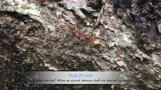 Kamikaze termites (Globitermes sulphureus)