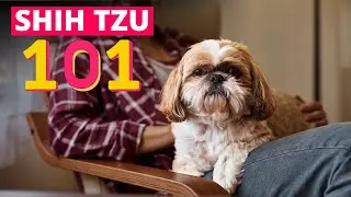 Shih Tzu 101: Everything You Need To Know About This Breed