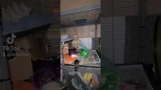 New toys #rats #pettoys  #animalvideos #petvideos #pets #animals #playtime #happypets #playfulpets