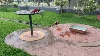 Exotic Bird Park#Ostrich#Hyderabad