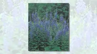 Adenophora - garden plants