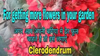 How to care Clerodendrum flowering vine || Flaming glory bower vine care tips Hindi Urdu)