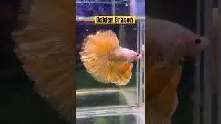 Golden dragon Fullmoon betta #betta #bettalovers #allindia #india #doorstepdelivery #bettaholic