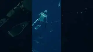 Big Eye Tuna School - Scenes from 