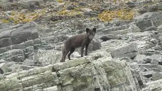 тревожный крик песца / arctic fox alarm call