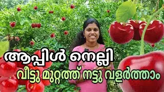 ആപ്പിൾ ചെറി 🍒 കിലോക്കണക്കിന് വിളവ് എടുക്കാം|barbados cherry 🍒#barbados #homegarden #cherry #harvest