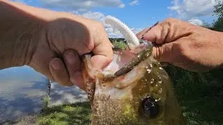 PB LARGE MOUTH BASS NEW RECORD TODAY