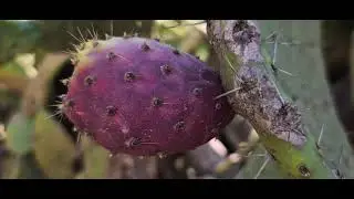 دوار أذوز بجماعة الرواضي إقليم الحسيمة #douar adouz al hoceima
