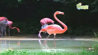 Flamingo Michael Jackson