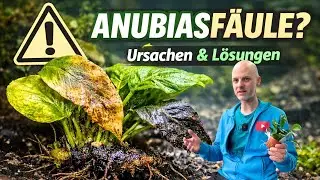 Warum Anubias pl&ouml;tzlich faulen &ndash; und was du tun kannst