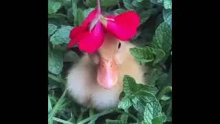funny cute ducks wearing flower hats