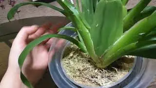 Орхидея Oncidium Sharry Baby цветет в 4 цветоноса!!!