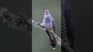Intriguing Common Cuckoo: Master of Deception in Nature's Game! 🐦🔍 | Unravel the Mystery! #shorts