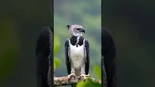 #short #birds #wildlifeentertainment #parrot #birds4k #amazonjungle #wildlife #colorfulbirds #amazon