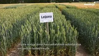 Leijona-vehn&auml; &ndash; sato omaa luokkaansa