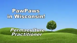 Paw Paws in the North!