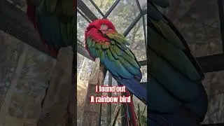 Literally rainbow bird 🎰❤️🧡💛💚💙💜 #rainbowbird #whoareyousir #rainbowcolor