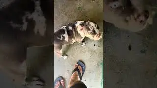 American bully Pocket Merle /alimentacao mista 