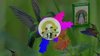 Beija-flor traz