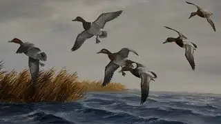 6 out of 6 Ducks Redheaded Pochard, Canvas Back Duck @whisperingwings8270  #duckhunting #&ouml;rdekavı