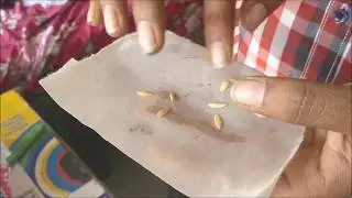 seed germination on filter paper