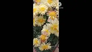 flower plant | chrysanthemum flower #shorts #short #shortsvideo
