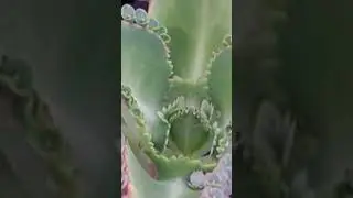 UNBELIEVABLE PLANT MIRACLE PLANT #shorts #plants