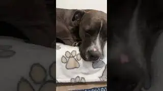 Bartolito no quiere saludar hoy 😂😂 #fup#viral #bartolothebestdog #makemeviral #pets
