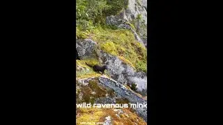 Northern Karelia. Wild mink / Северная Карелия. Дикая норка