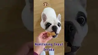 Dog Nutrition and Diet - Monitoring Treat Intake