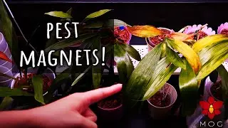 These Orchids are pest magnets! 🪳😖