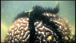 Ophioderma sp. black_ refugium