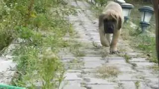 Great Dane male 7 weeks old: UNIVERSE EVER LASTING LOVE OF WOLF POINT