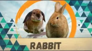 Rabbit (Oryctolagus cuniculus )