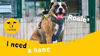 Rosie the brilliant Boxer cross | Dogs Trust Manchester