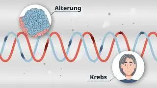 Forschung zu R-loops im Graduiertenkolleg 
