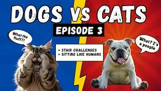 Dogs vs Cats: Stair Fails & Sitting Like Humans | Episode 3