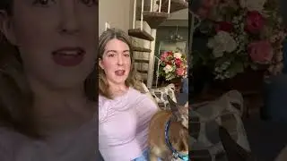 This Singing DOG IS Christine from PHANTOM OF THE OPERA