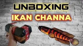 Review dan unboxing ikan channa