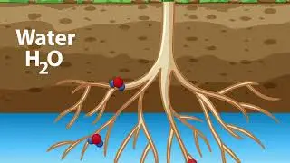 DISCOVER PLUS SOIL CONDITIONER