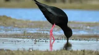Black stilt in Christchurch