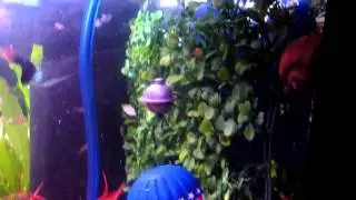 Action Aerating Ornament Balloon Navigator Aquarium Fish Tank Floats Up And Down